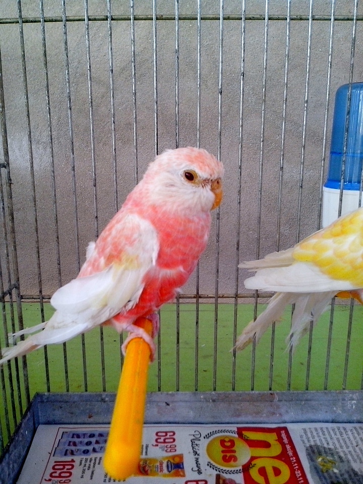 Bird parrot pink