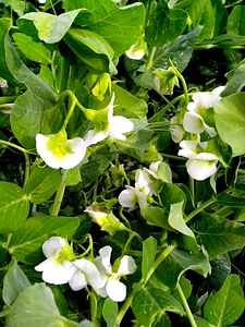 Bloom greenery plant