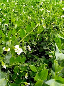 Garden green greenery