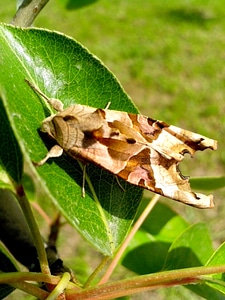 Bug bulb fruit
