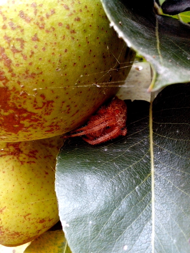 Bulb leaves spider