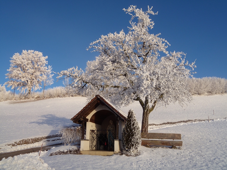 Winter wintry shrubs