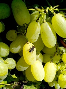 Fruit organic photo