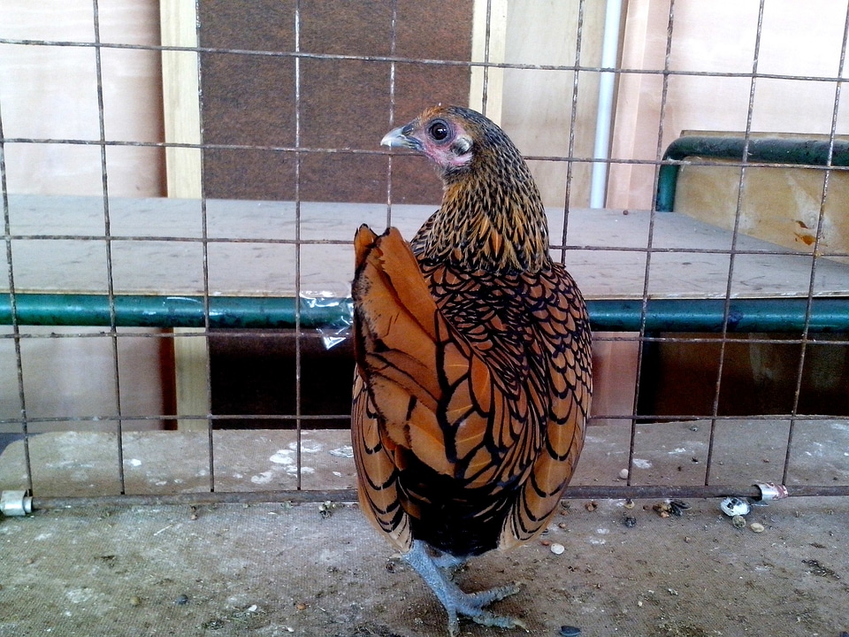 Chicken oriental 