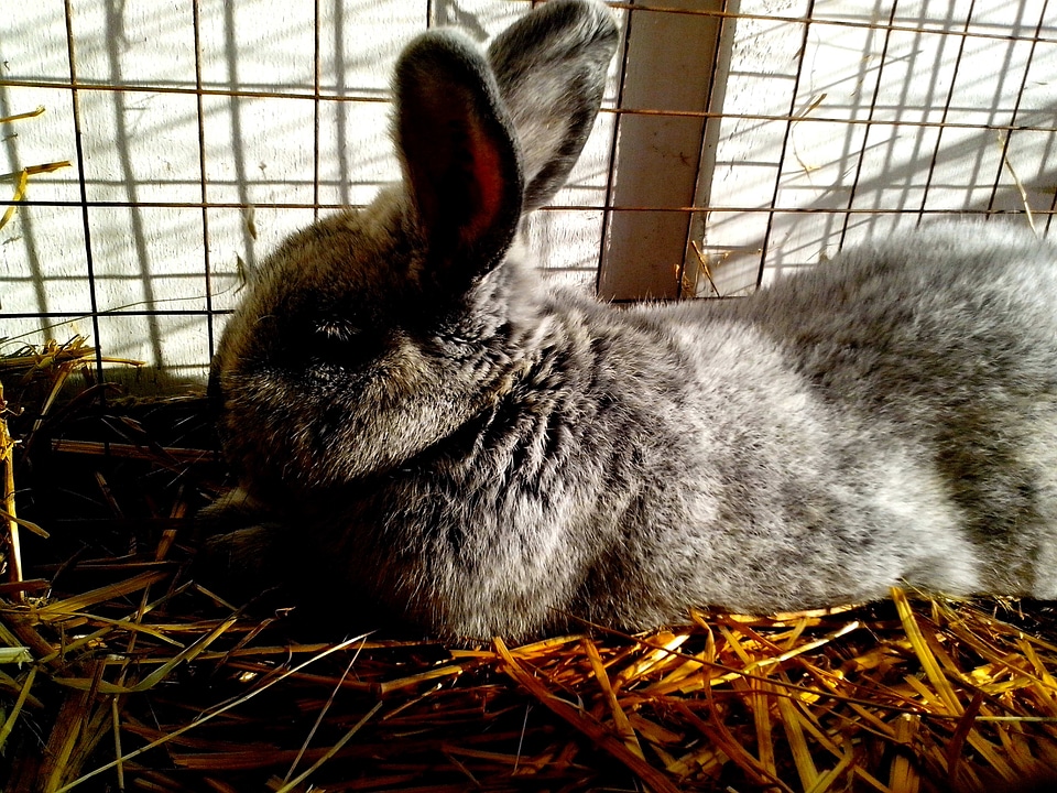 Bunny cute 