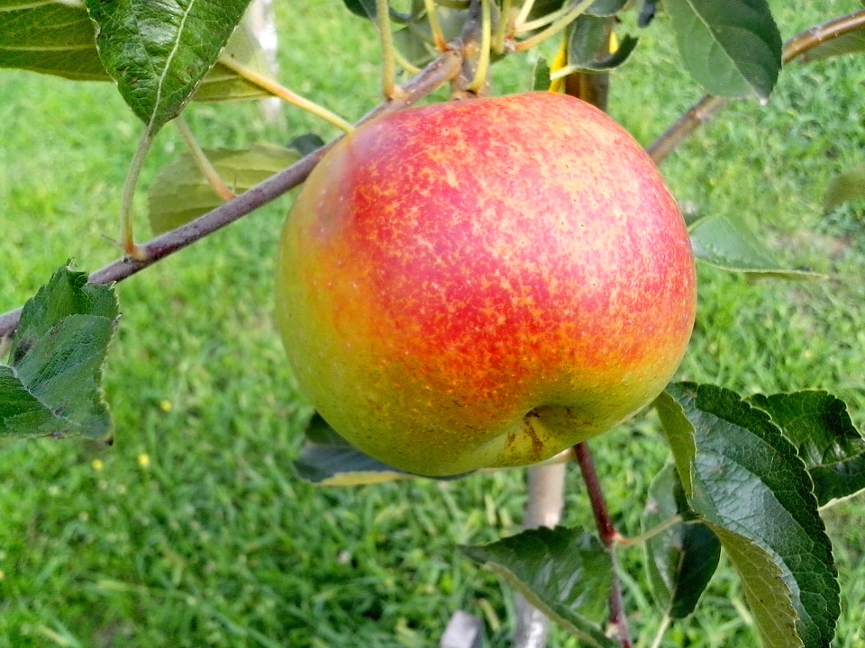 Apple organic tree