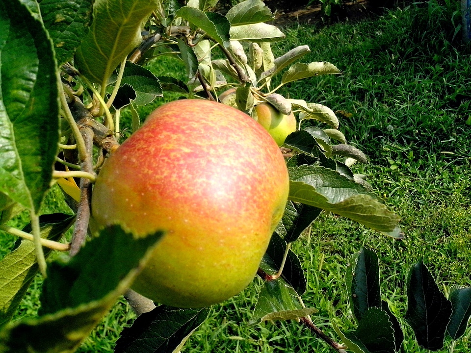 Apple fruit orange