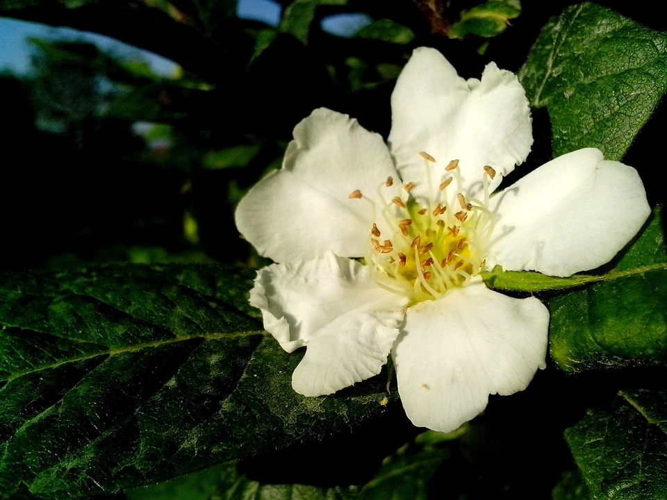Blossoming medlar 