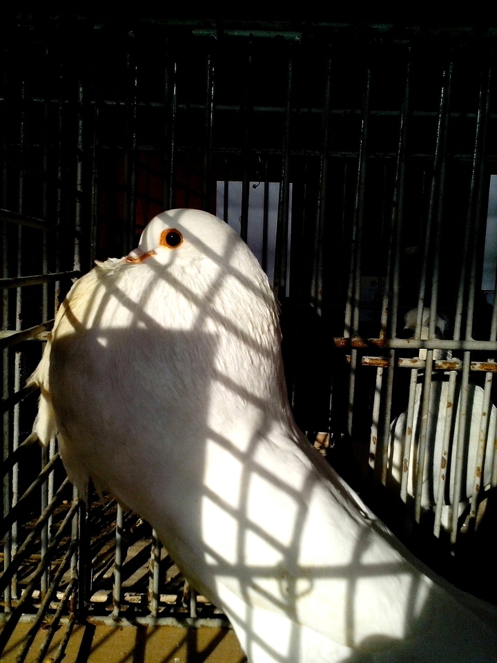 Dove male 