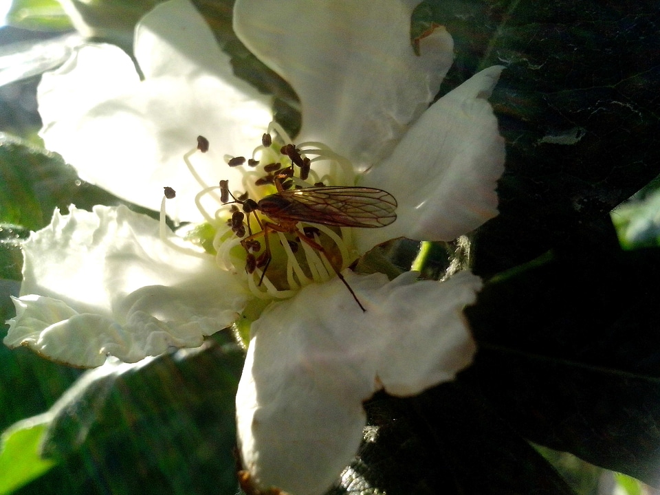 Blossoming bug little