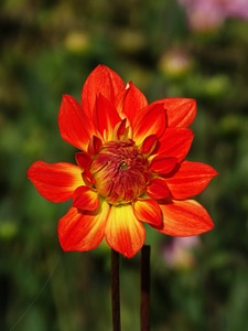 Red yellow flower bud