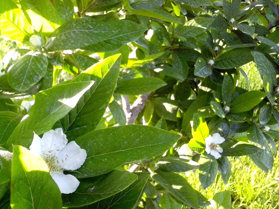 Blooming blossoming flora