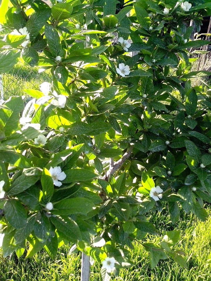 Flowers full medlar