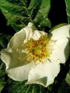 Bloom medlar tree