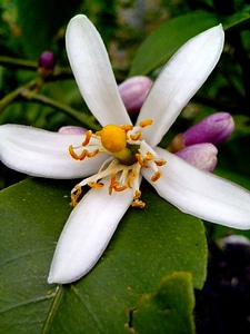 Blossom blossoming citrus