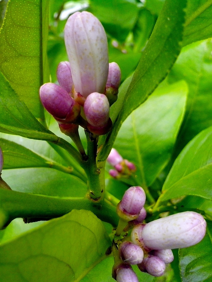 Bud buds leaves