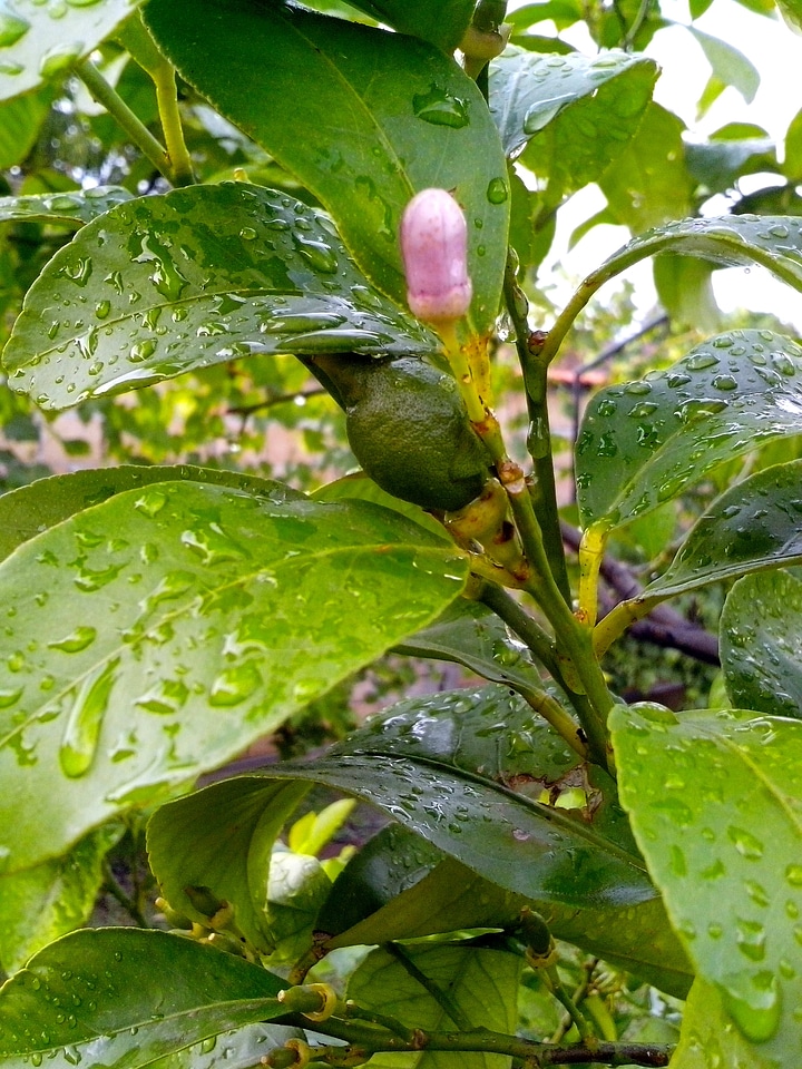 Dew flowers leaves