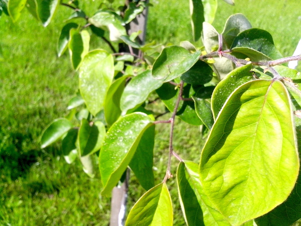 Fruit greenery leaves