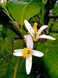 Blossoming flowers lemon