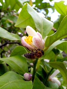 Blooming blossoming flora