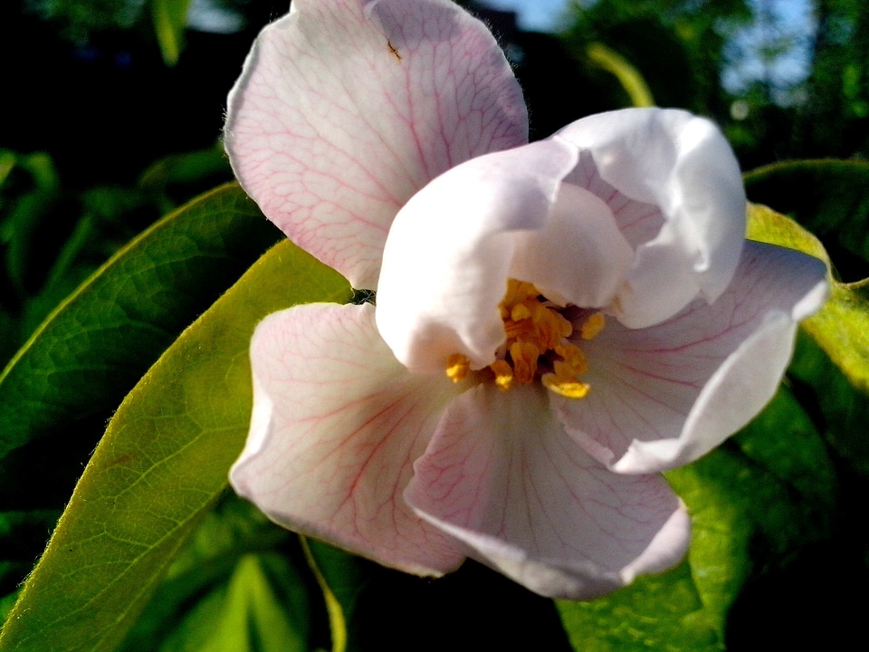 Blossom light petals