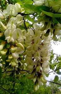Black Locust flowers locust