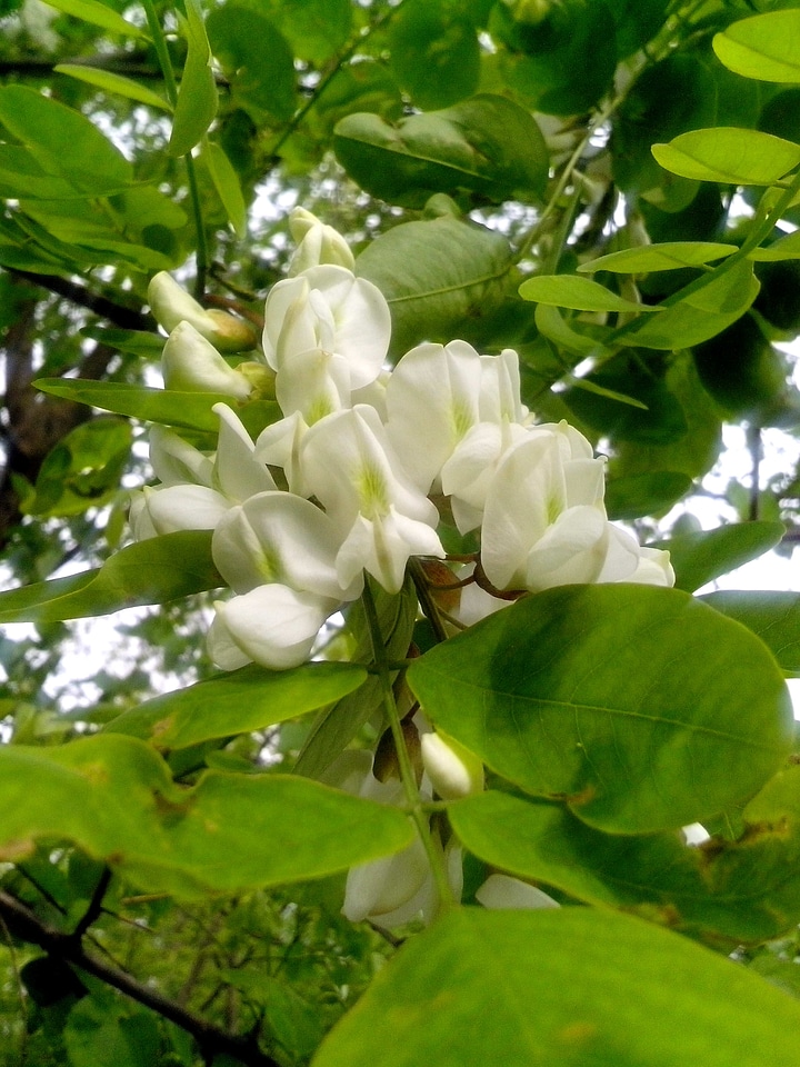 Black Locust blossoming bouquet