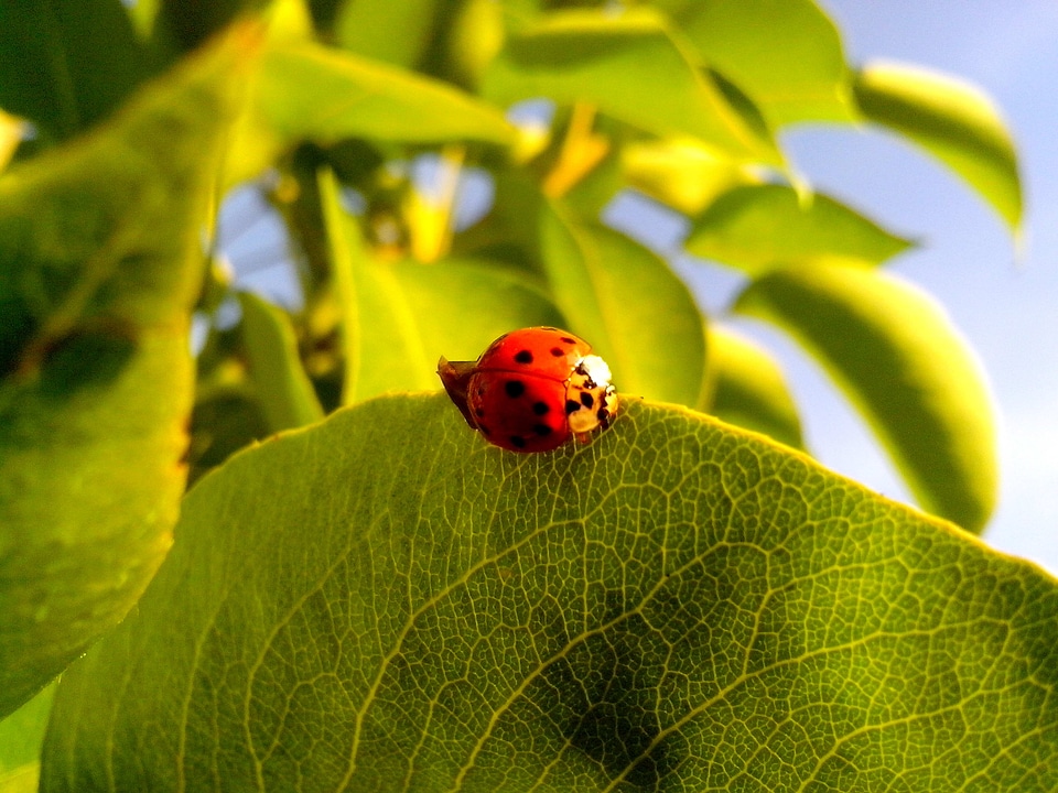 Bug close close-up