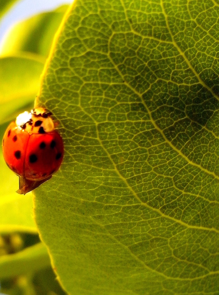 Ladybug leaves macro