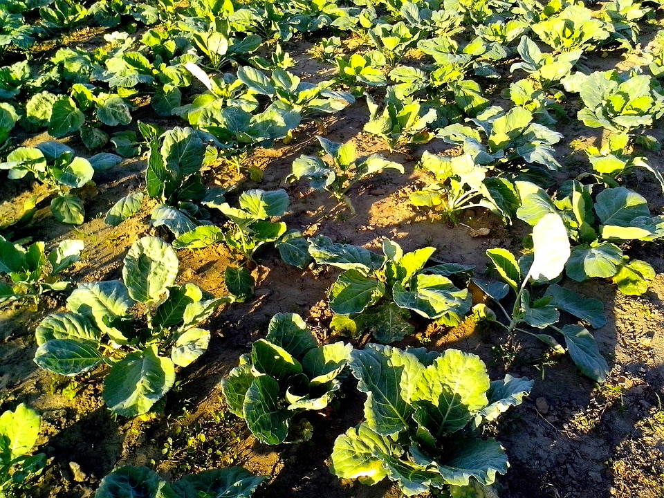 Bearing cabbage greenery