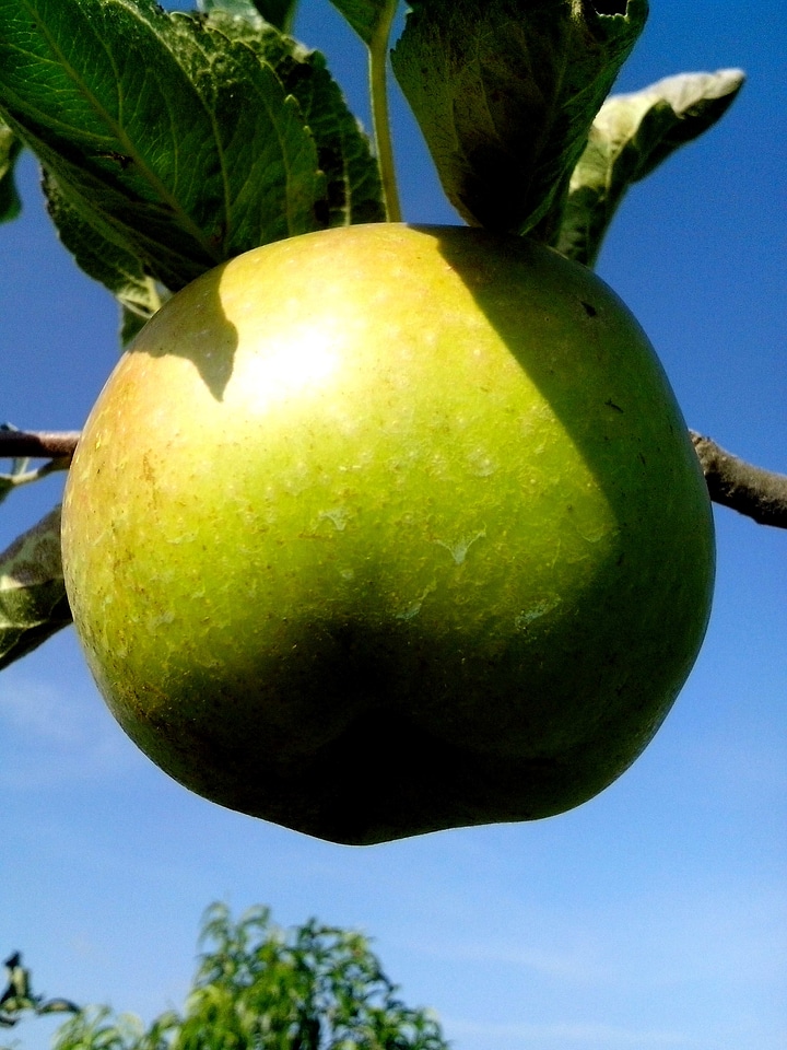 Apple bouquet greenery