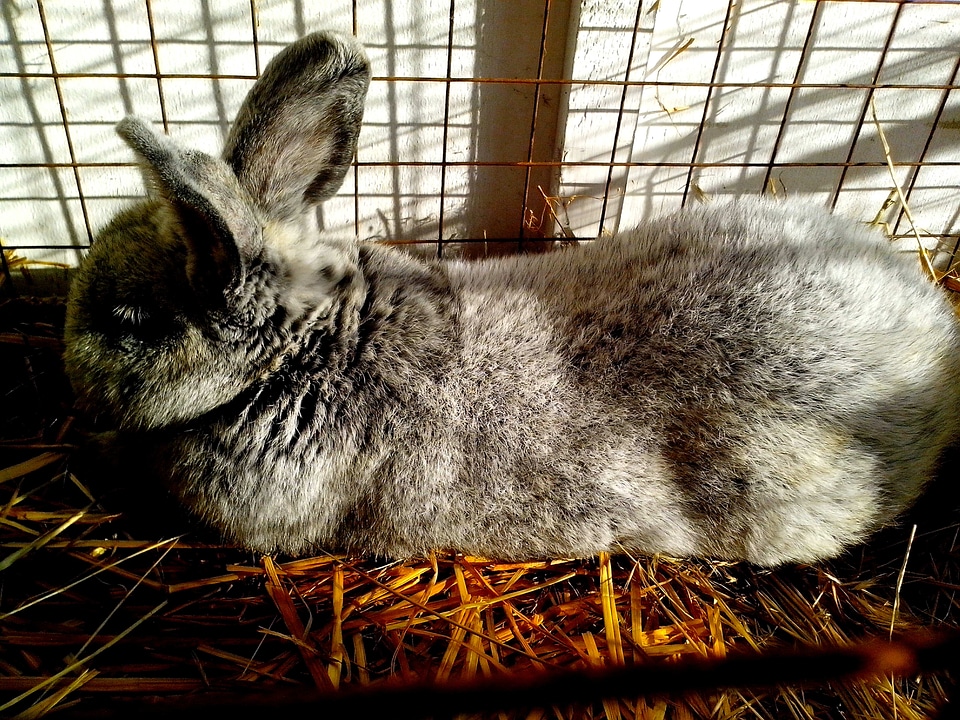 Bunny domestic lying