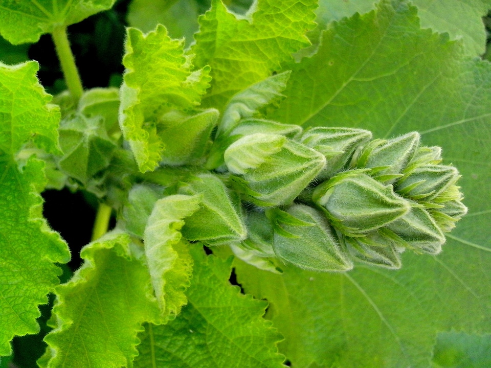 Blossom bud buds