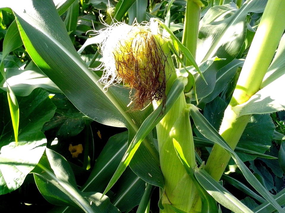 Corn greenery haulm