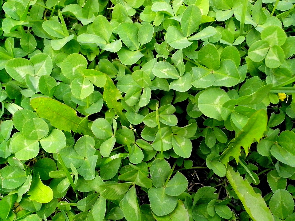 Clover grass plants greenery