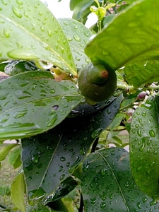 Fruit greenery lemon photo