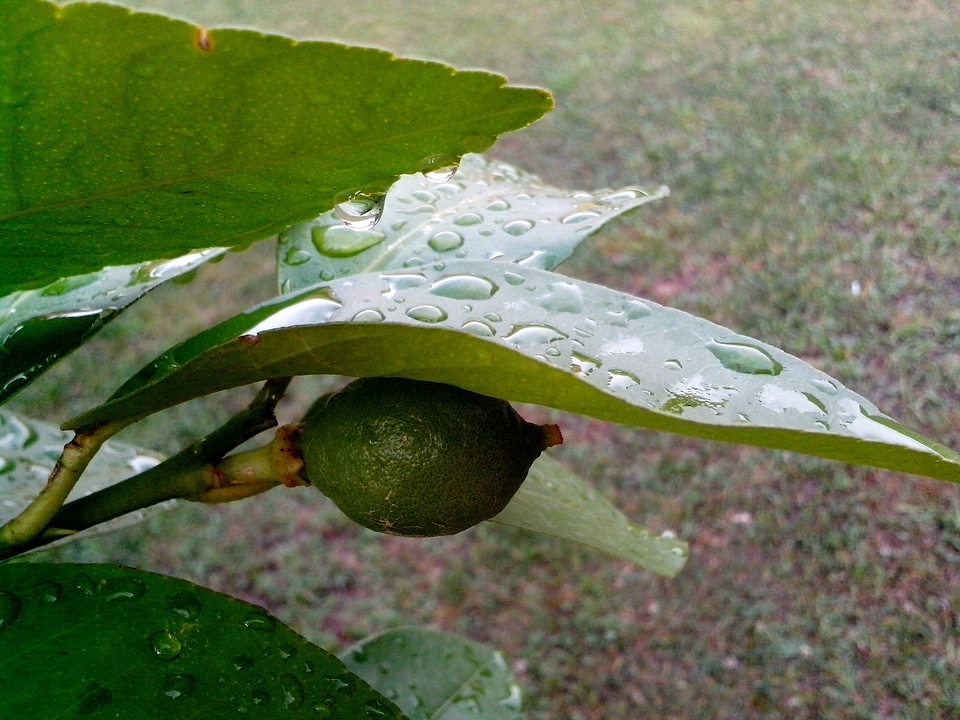 Fruit greenery lemon photo