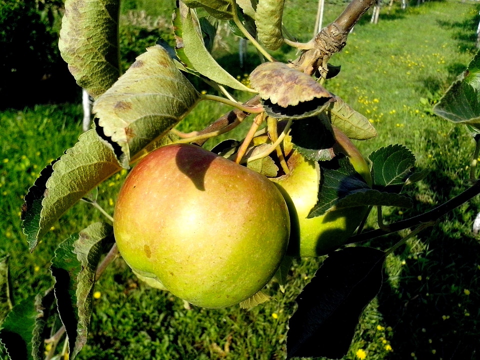 Apple fruit greenery