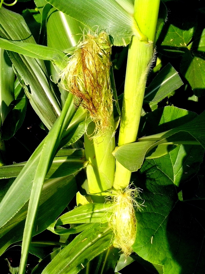 Bearing corn greenery