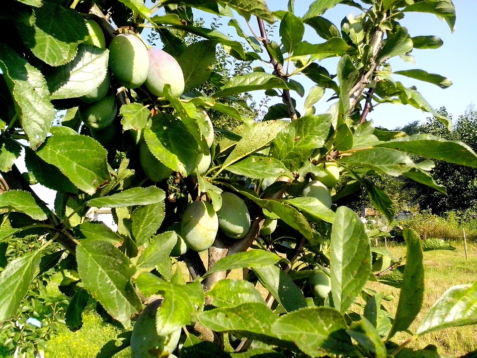 Greenery orchard tree