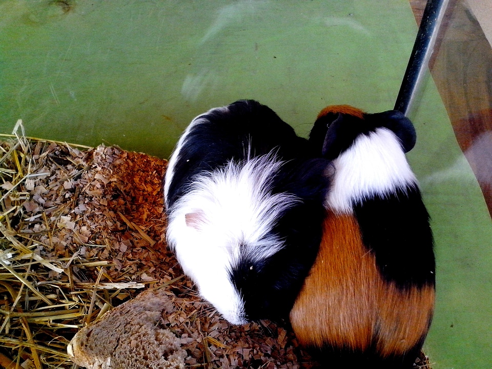 Guinea Pig Gvineja terrarium