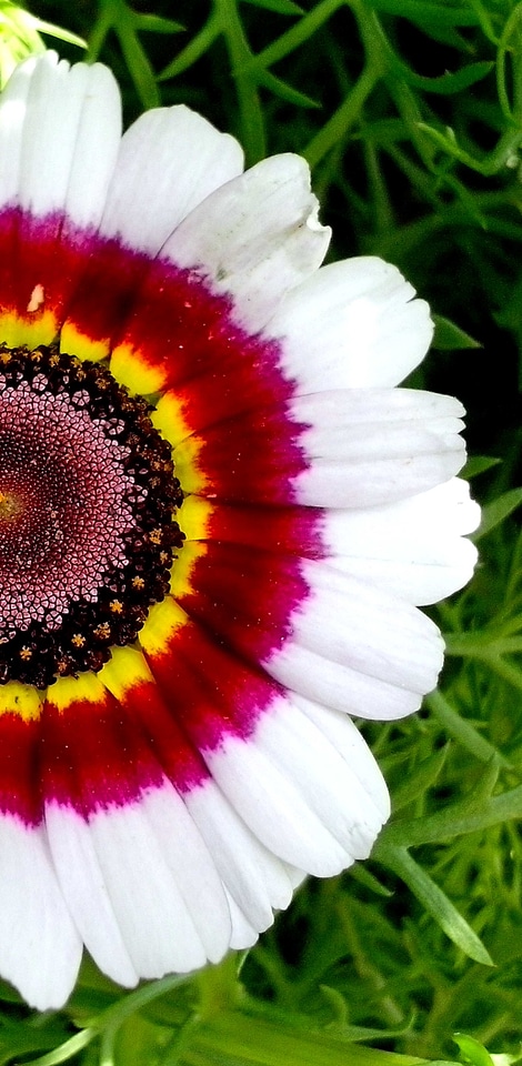 Bloom blossoming full