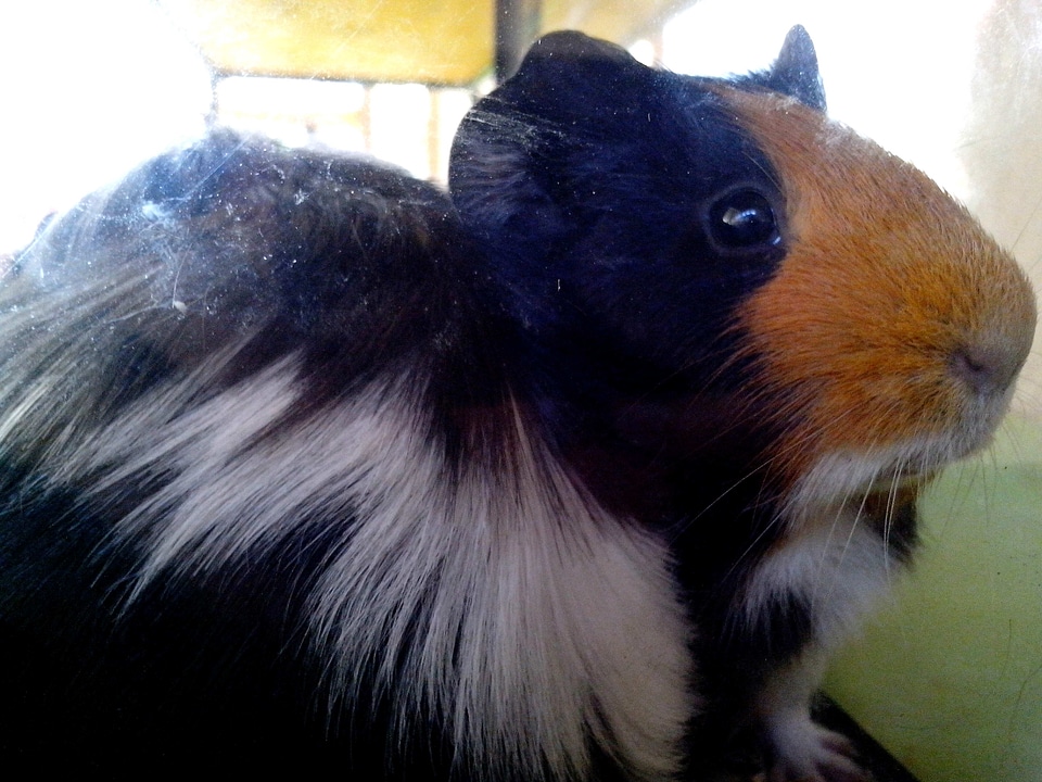 Animal guinea pig Gvineja