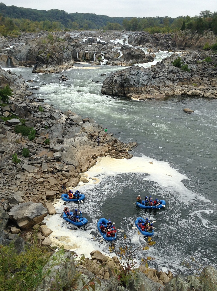 Rafts rafting animal