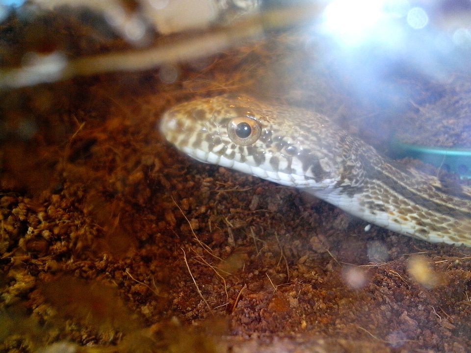 Chef snake terrarium