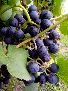 Grapevine  