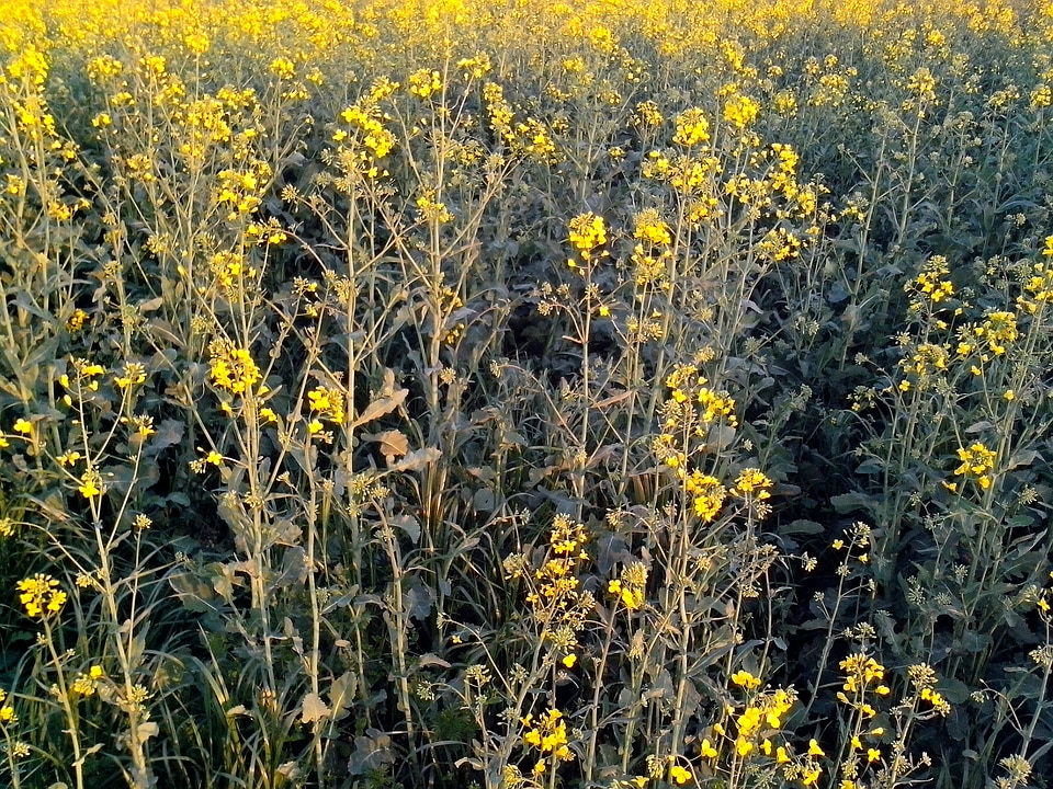Array canola honey