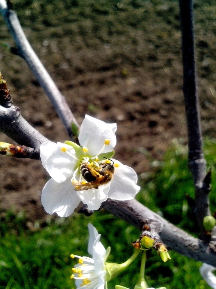 Bee blossom cerise