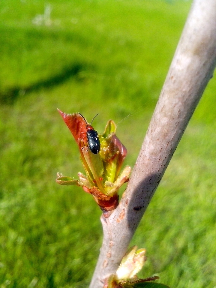 Bud bug lumber