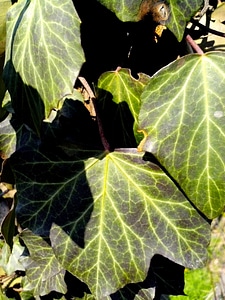 Creeper greenery leaves photo